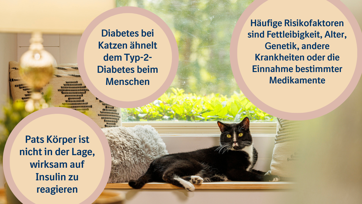 Katzen Diabetes Ohne Insulin Behandeln www.boehringer-ingelheim.com